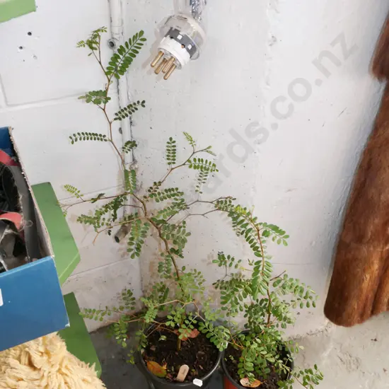 2x potted kowhai