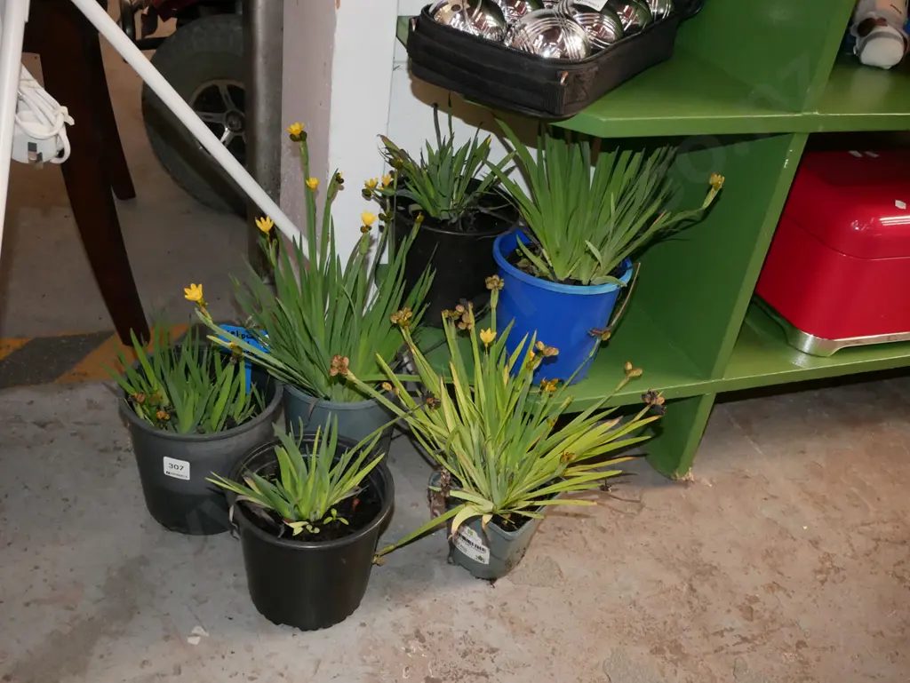 6x potted yellow eyed grasses Image 1++