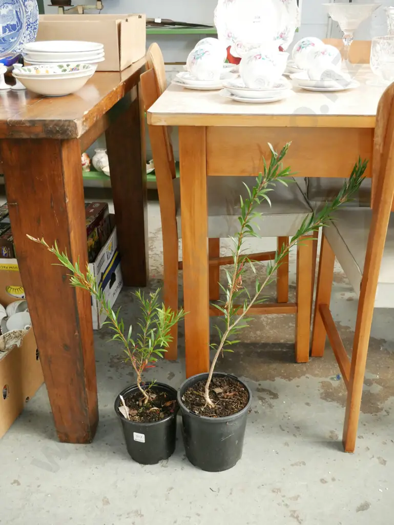 2x potted bottle brushes Image 1++