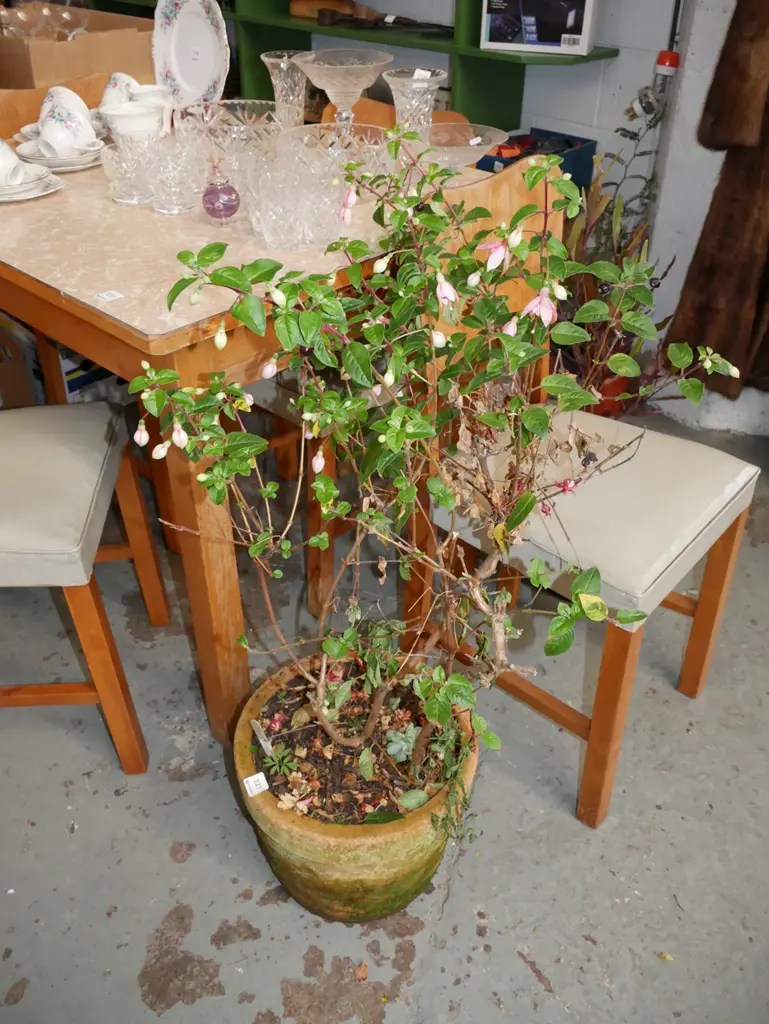 fuschia in terracotta planter Image 1++