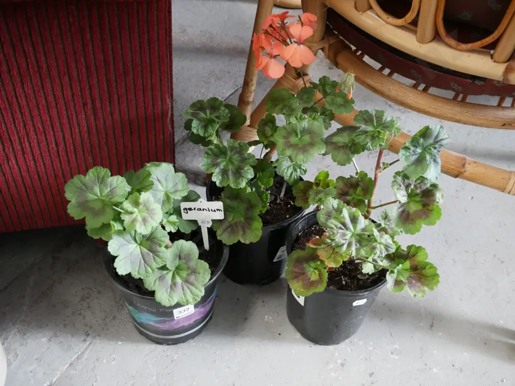 3x potted geraniums Image 1++