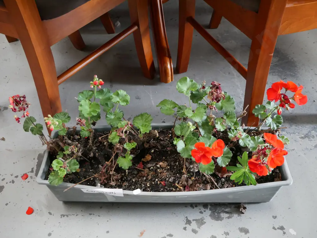 plastic trough of geraniums Image 1++
