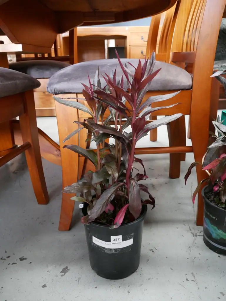 potted lobelia cardinalis Image 1++