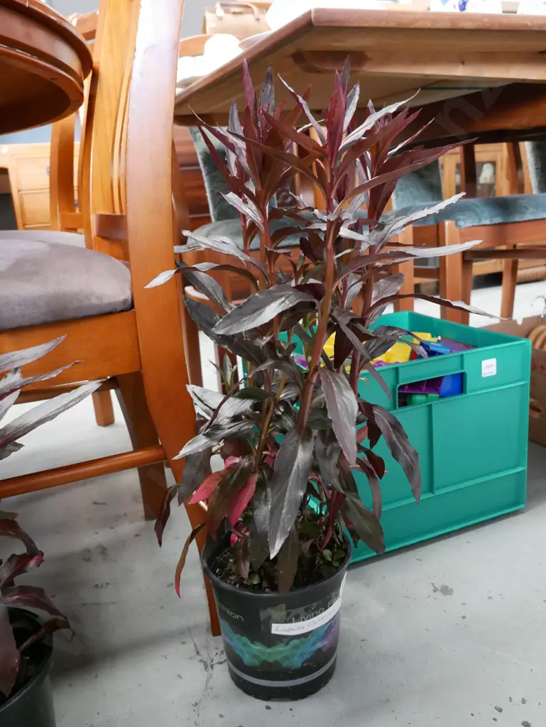 potted lobelia cardinalis Image 1++
