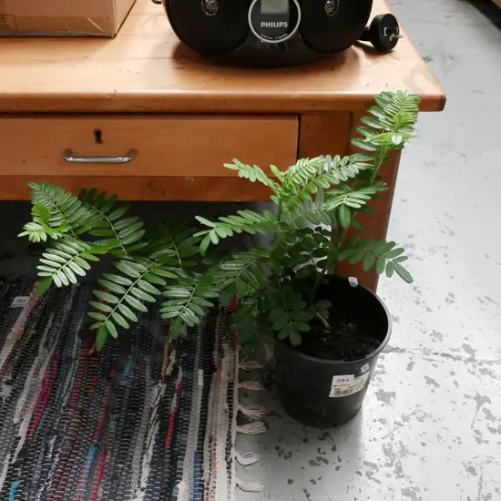 potted kakas beak