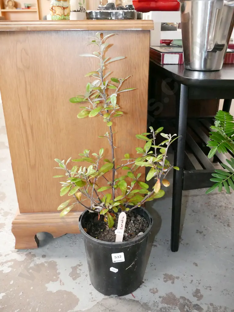 potted corokia Image 1++