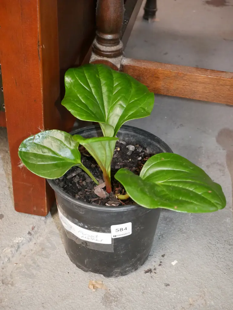 potted Chatham Island forget me not Image 1++