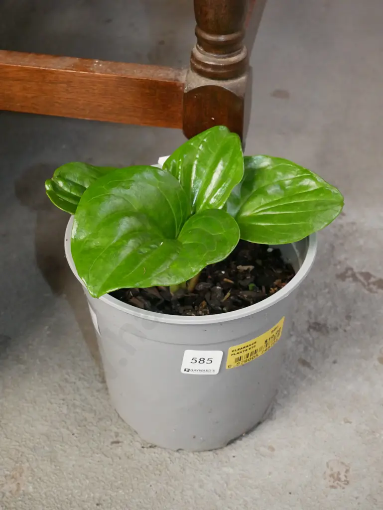 potted Chatham Island forget me not Image 1++