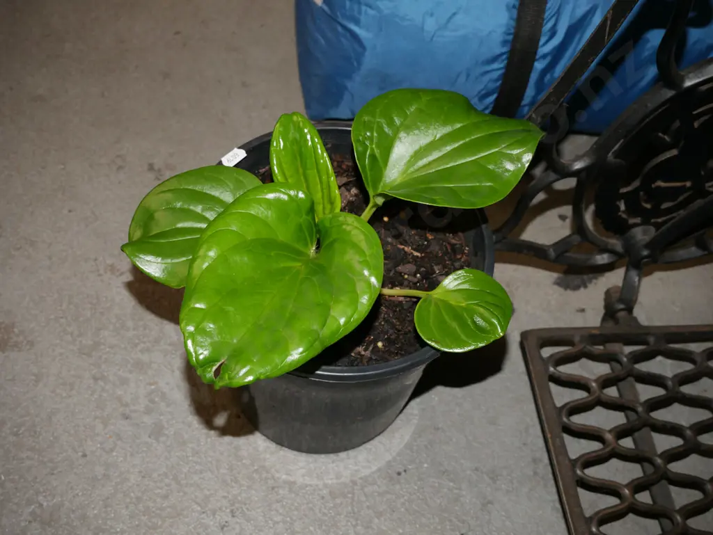 potted Chatham Island forget me not Image 1++