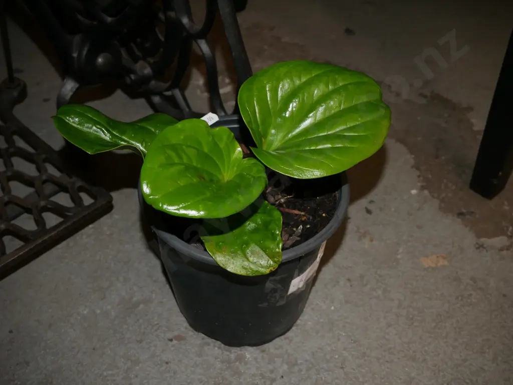 potted Chatham Island forget me not Image 1++