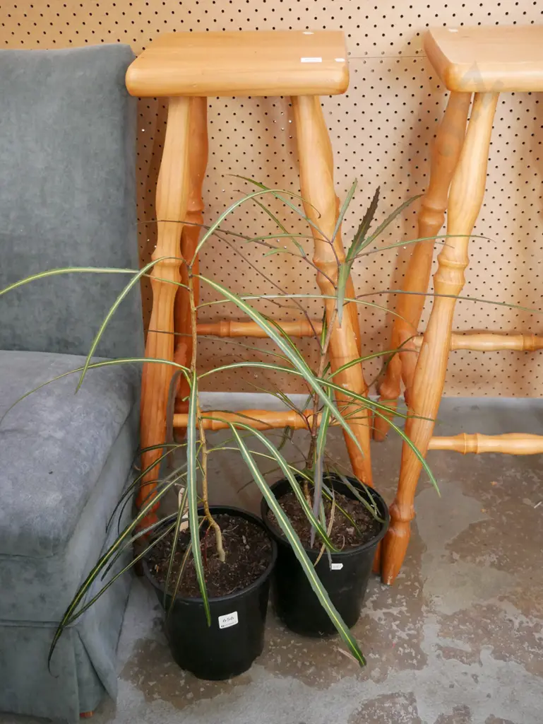 2x potted lancewoods Image 1++