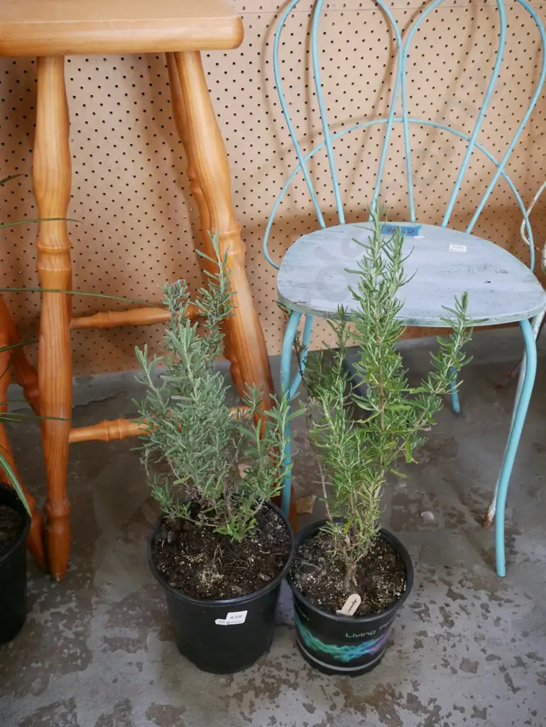2x potted lavenders Image 1++