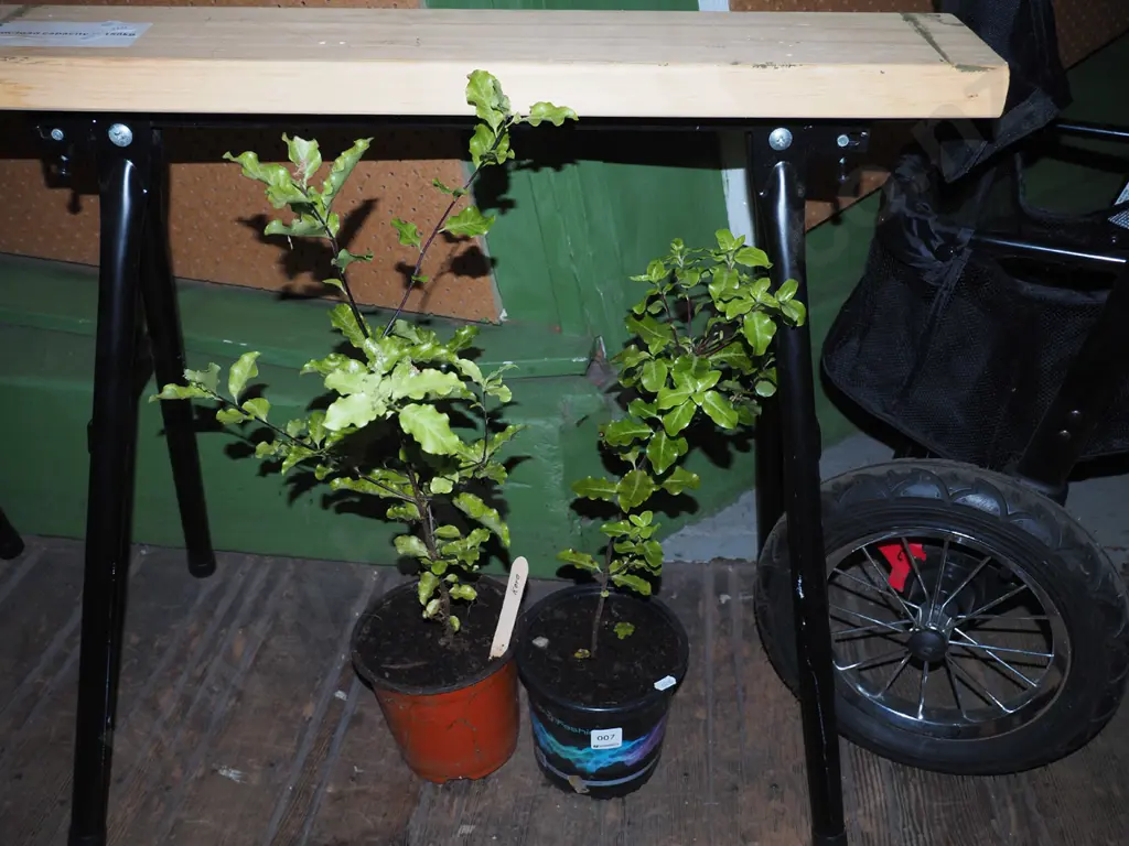 2x potted koro Image 1++