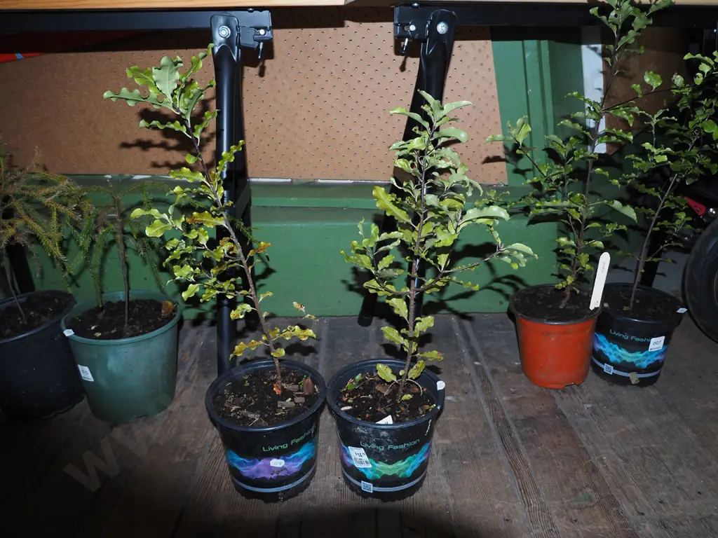 2x pittosporums Image 1++