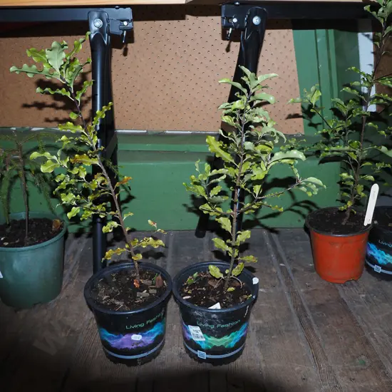 2x pittosporums