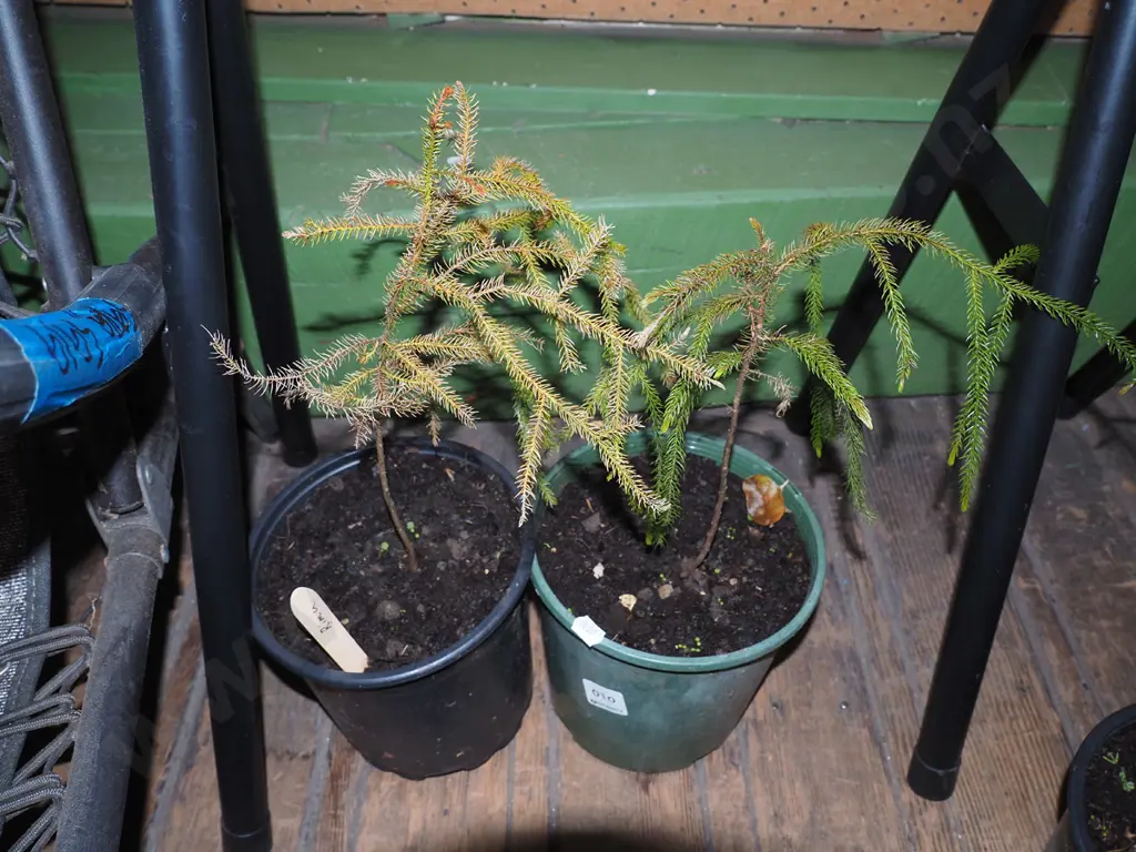 2x potted rimu Image 1++
