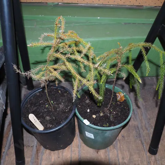 2x potted rimu