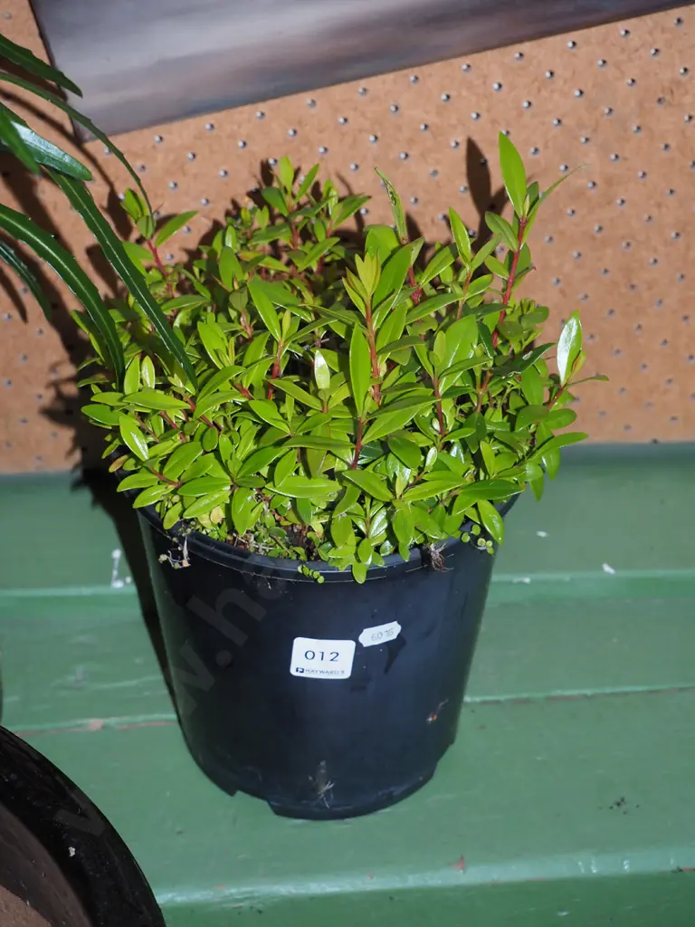 pohutukawa seedlings Image 1++