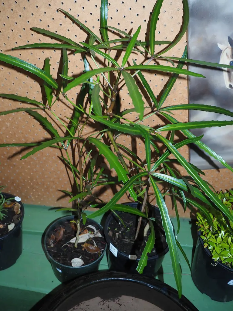 2x potted lancewoods Image 1++