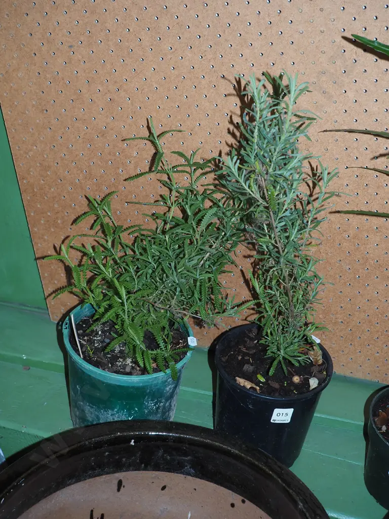 2x potted lavender Image 1++