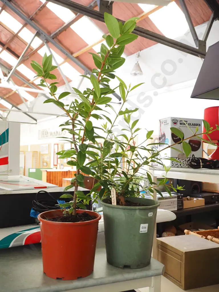 2x potted pohutukawa Image 1++
