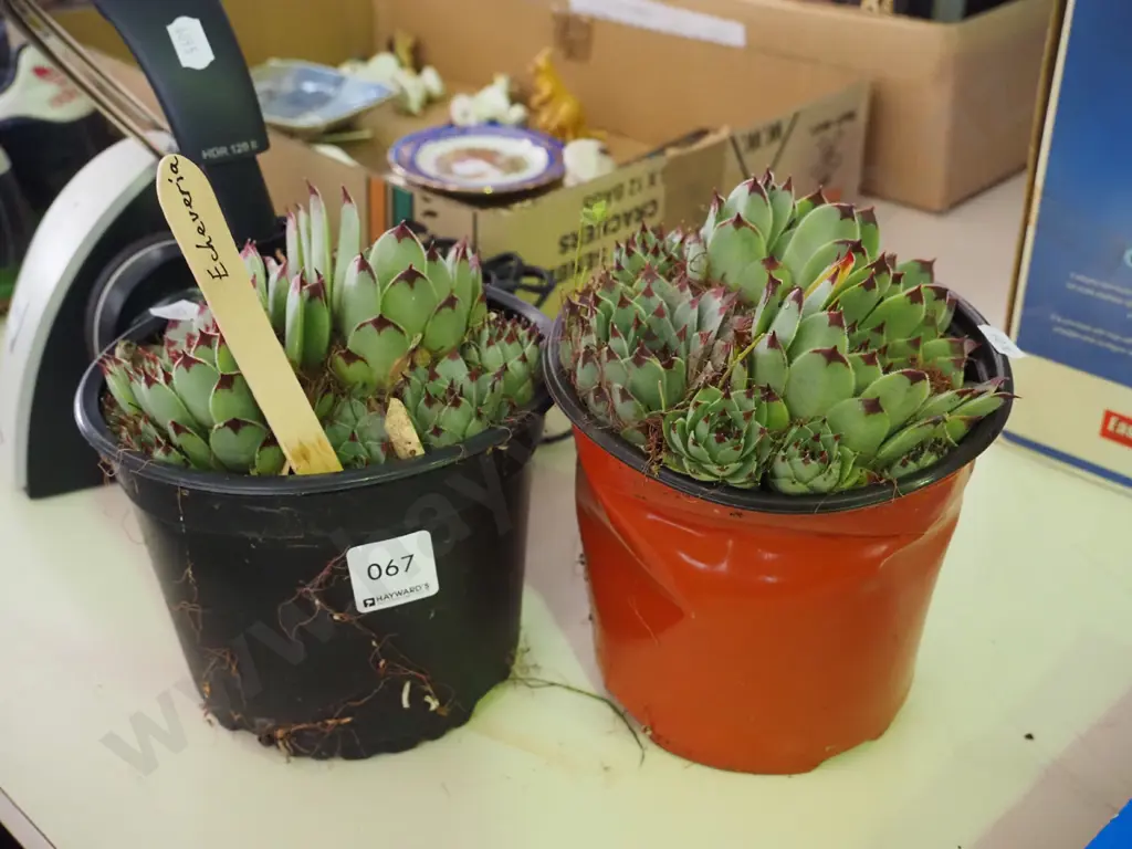 2x potted echeveria succulents Image 1++