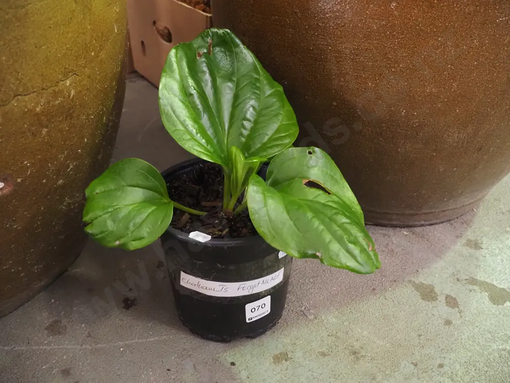 potted Chatham Island forget me not Image 1++