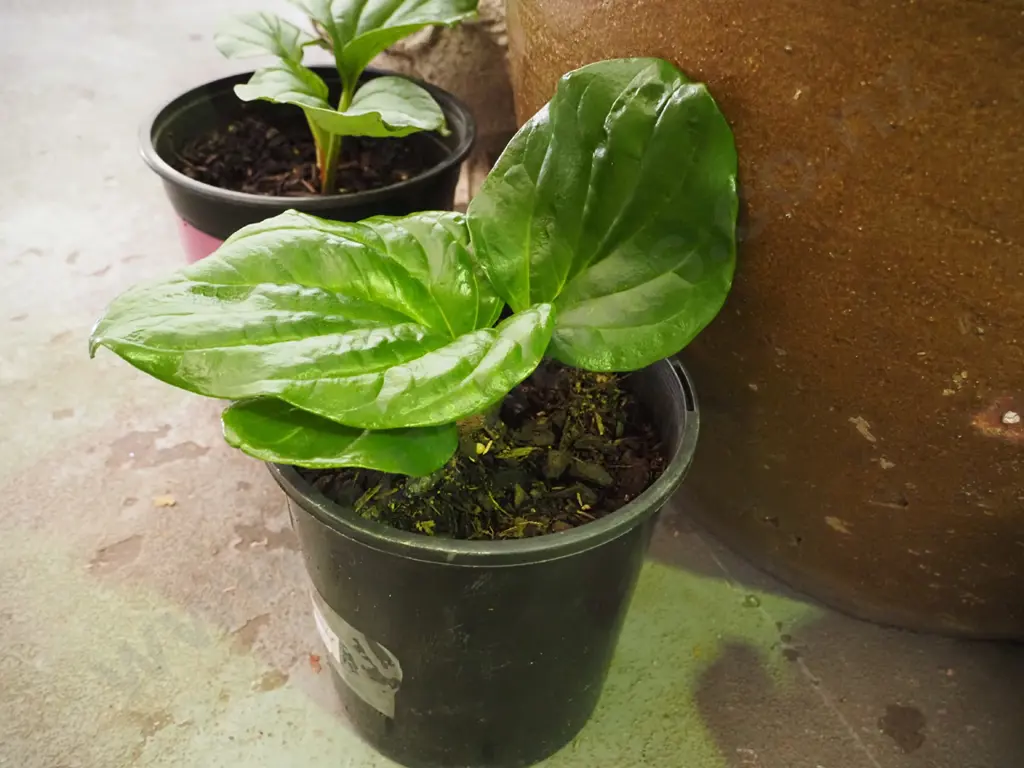potted Chatham Island forget me not Image 1++