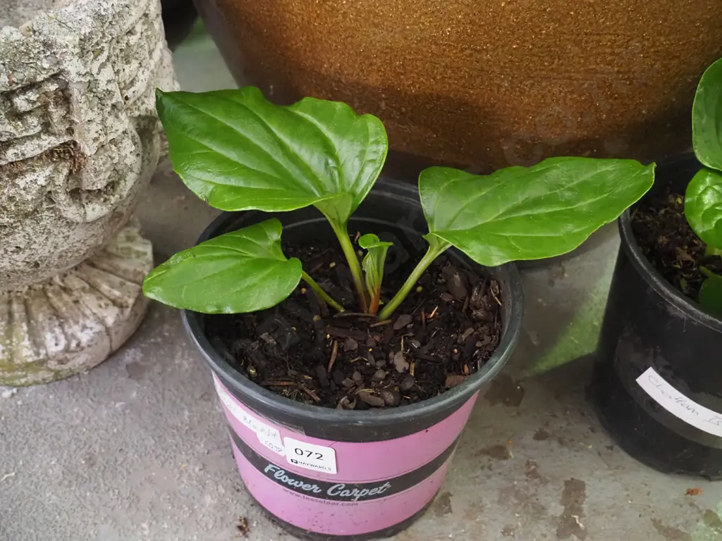 potted Chatham Island forget me not Image 1++