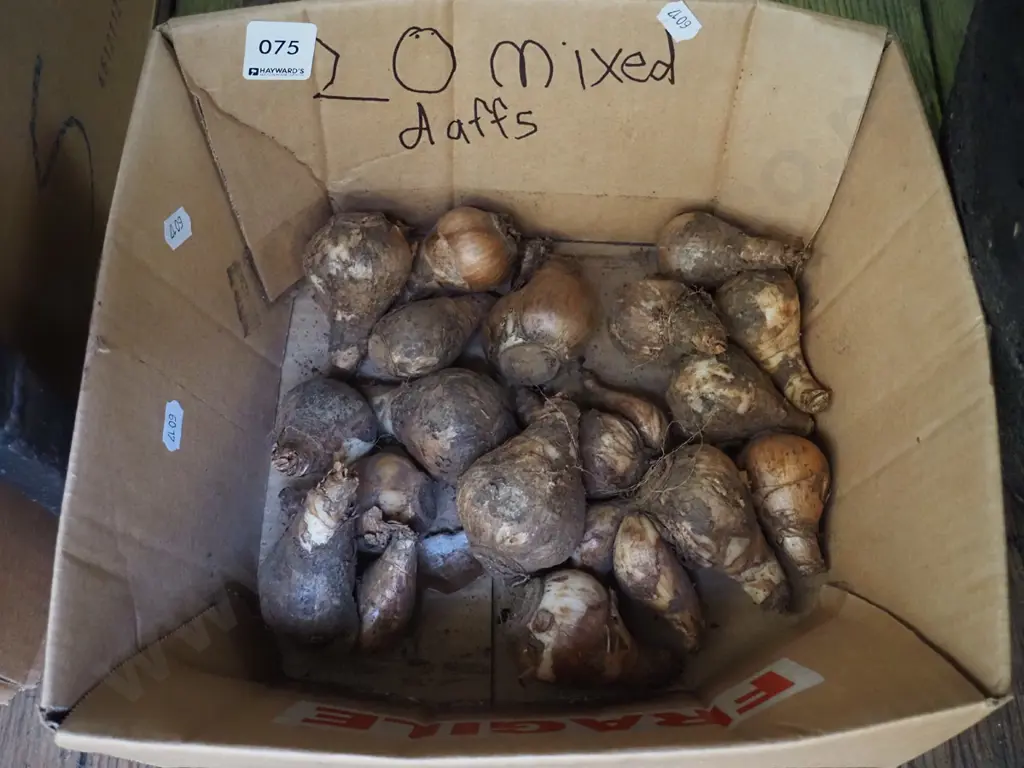 box of mixed daffodil bulbs Image 1++