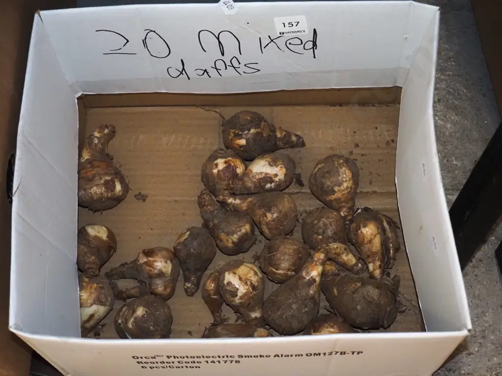 box; daffodil bulbs Image 1++