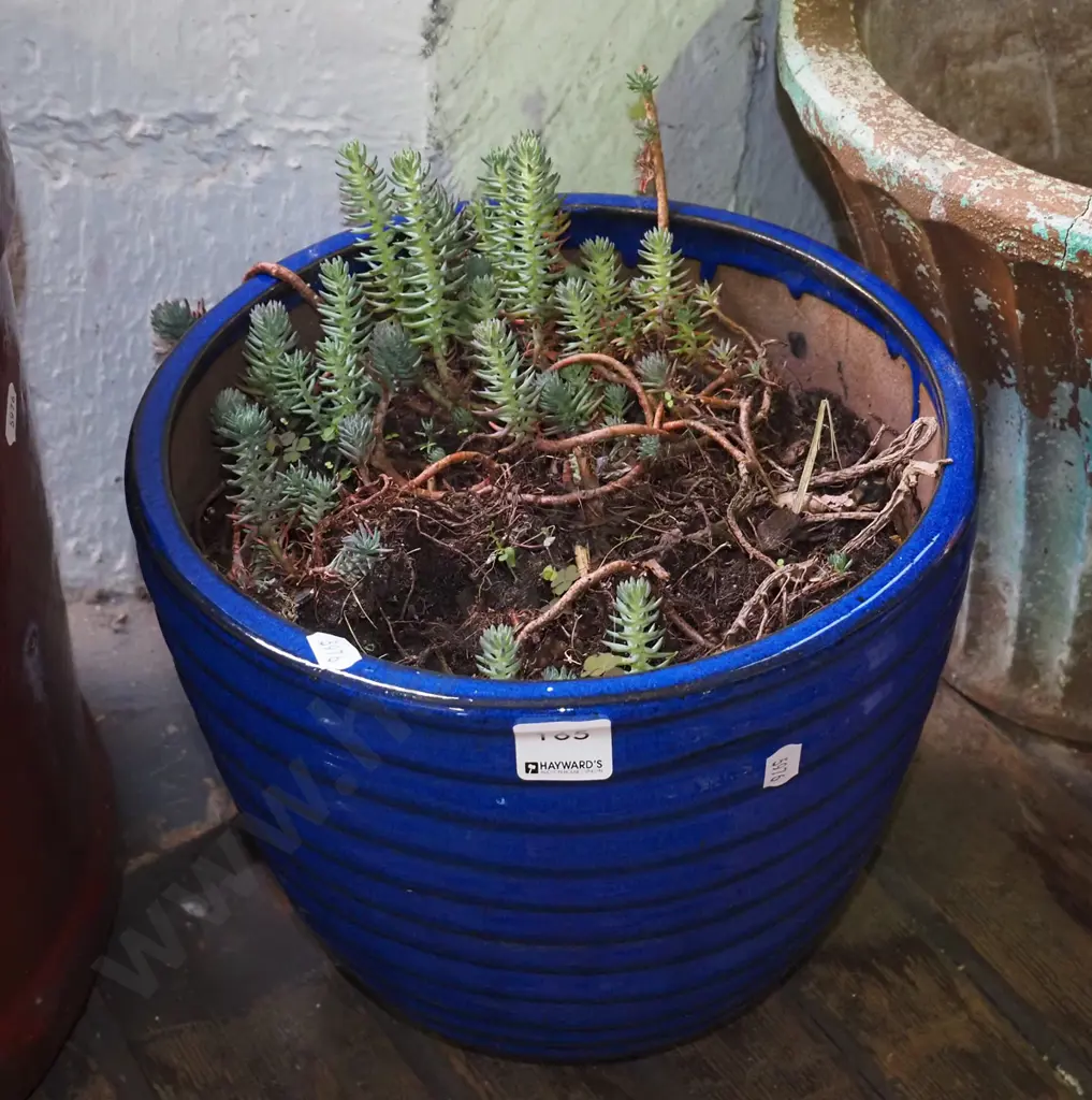 blue glazed planter with plants Image 1++