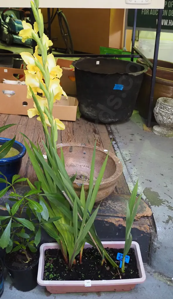 plastic planter with mixed gladioli Image 1++