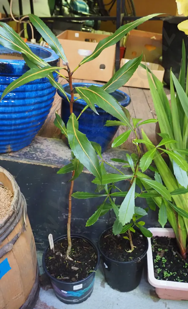 2x potted pseudopanax Image 1++