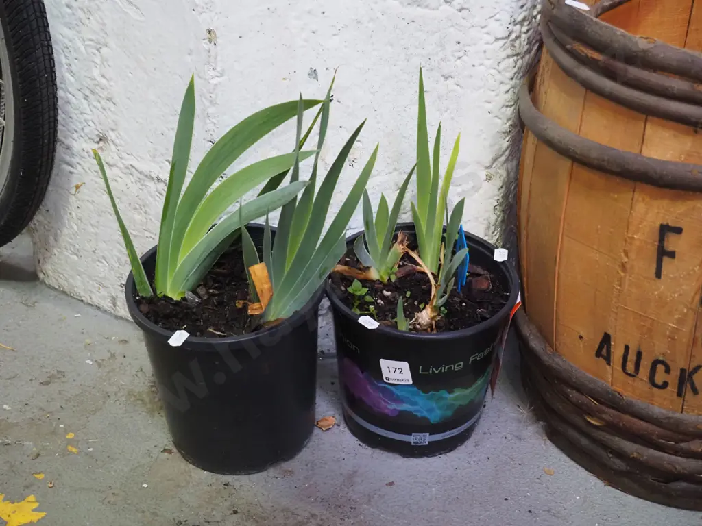 2x potted mini purple irises Image 1++