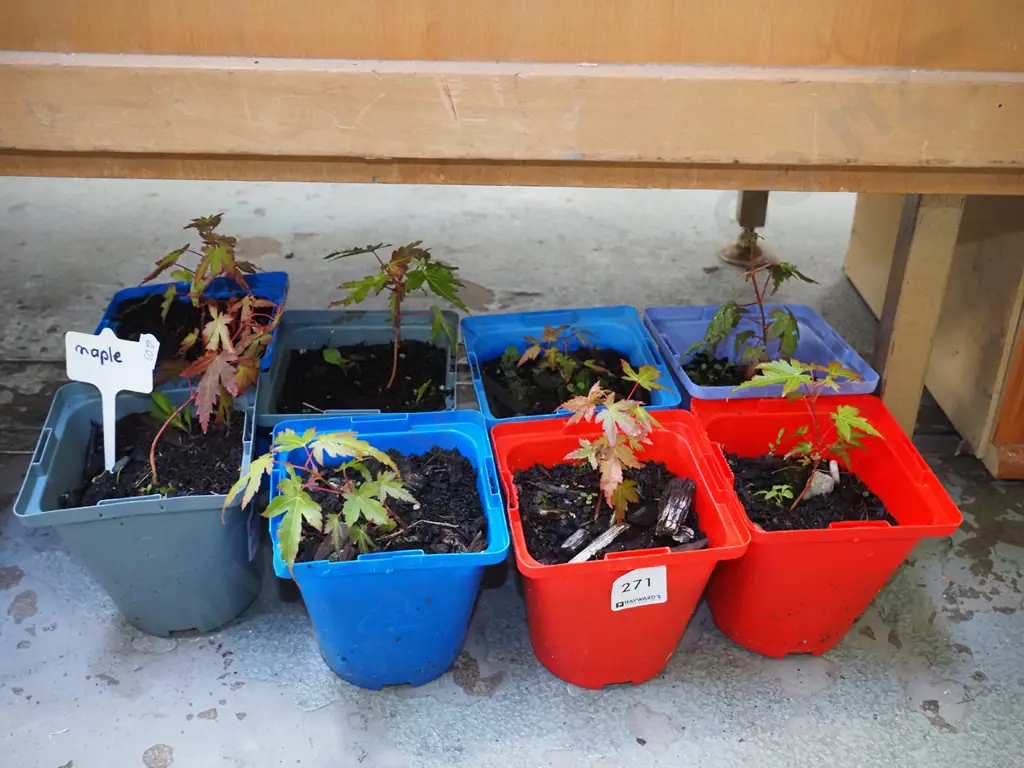 8x small potted maples Image 1++