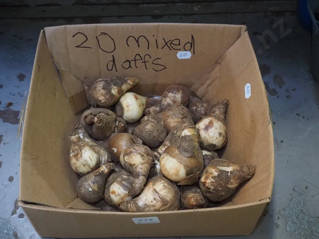 box of daffodil bulbs Image 1++