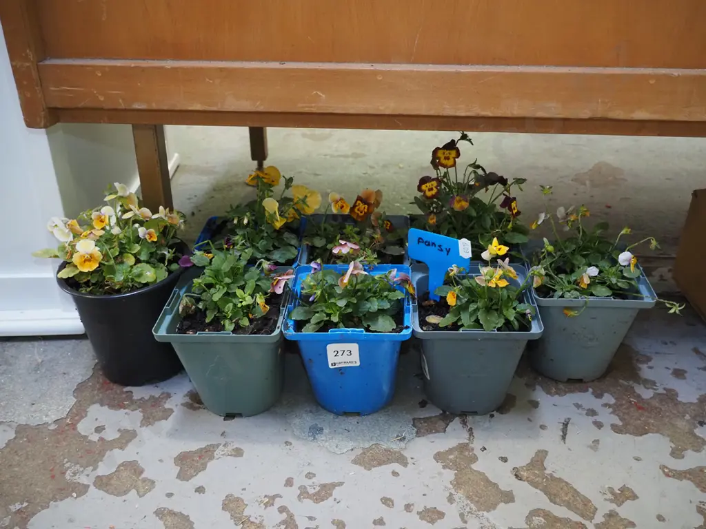 8x small potted pansies Image 1++