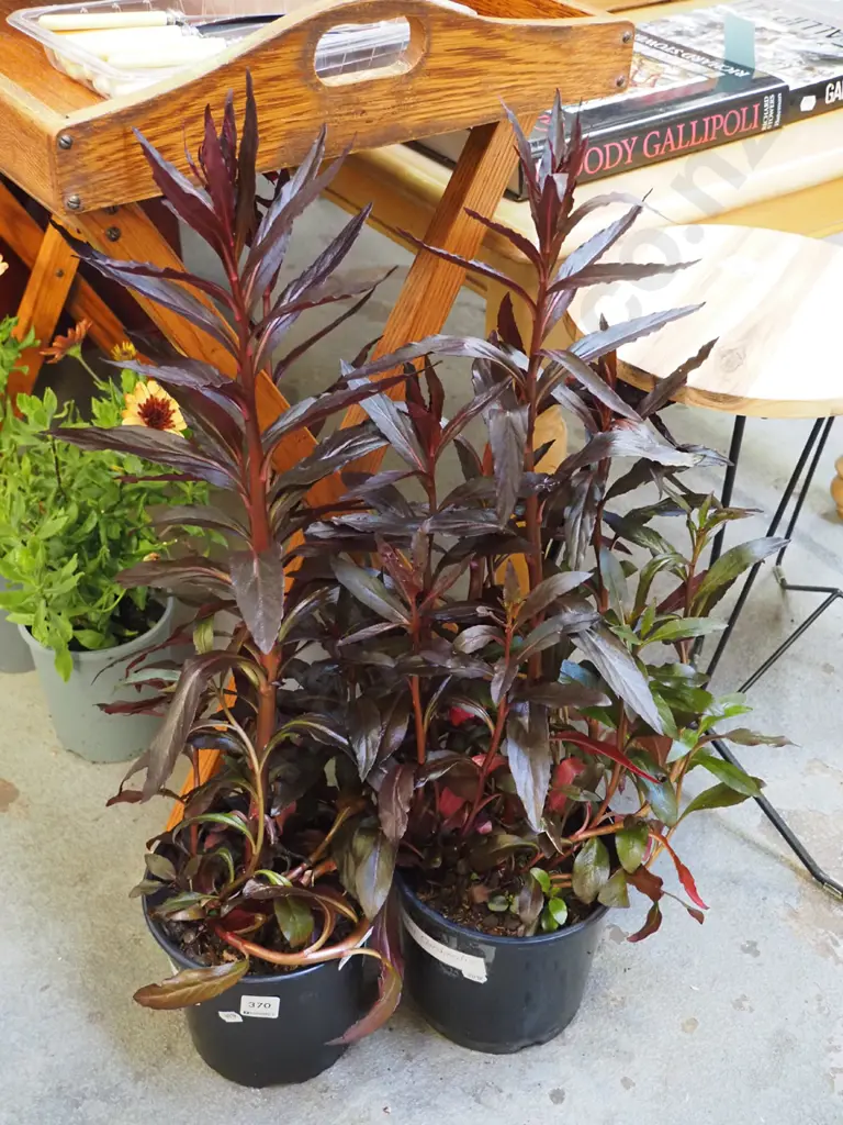 2x potted lobelia cardinalis Image 1++