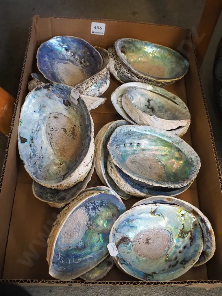 box; paua shells Image 1++