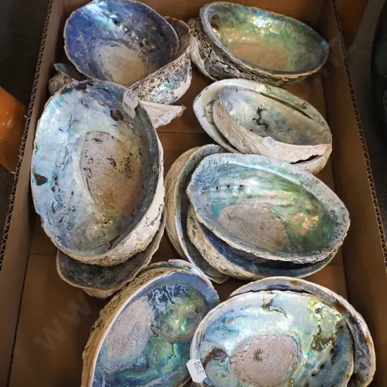 box; paua shells