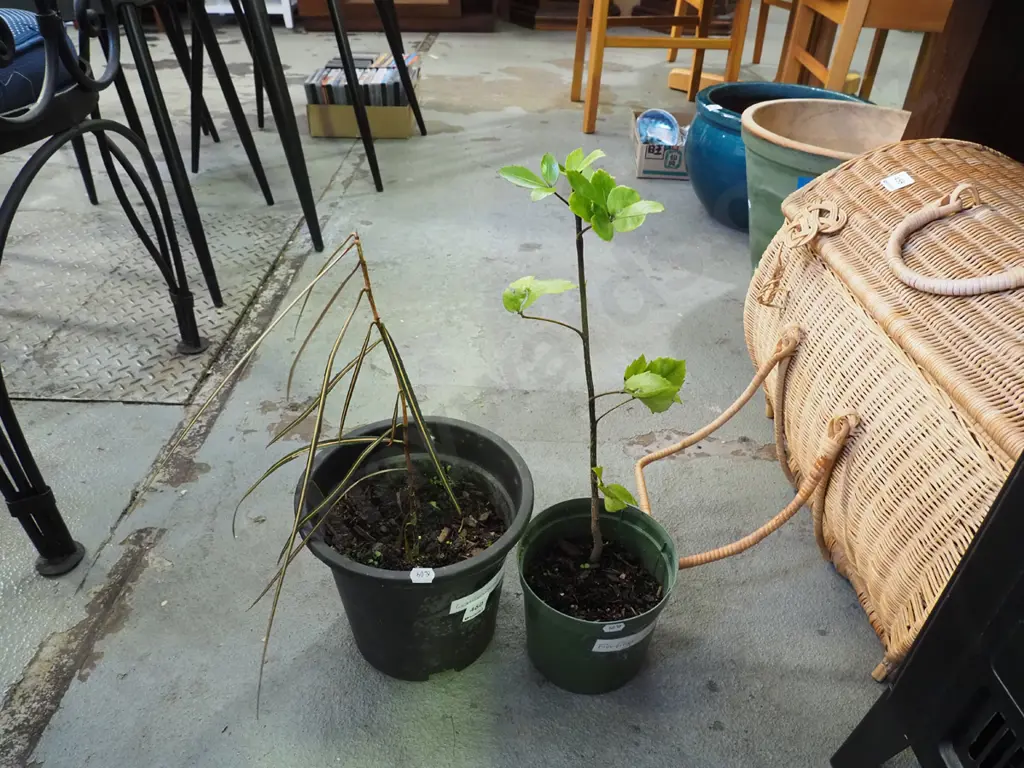 potted 5 finger, potted lancewood Image 1++
