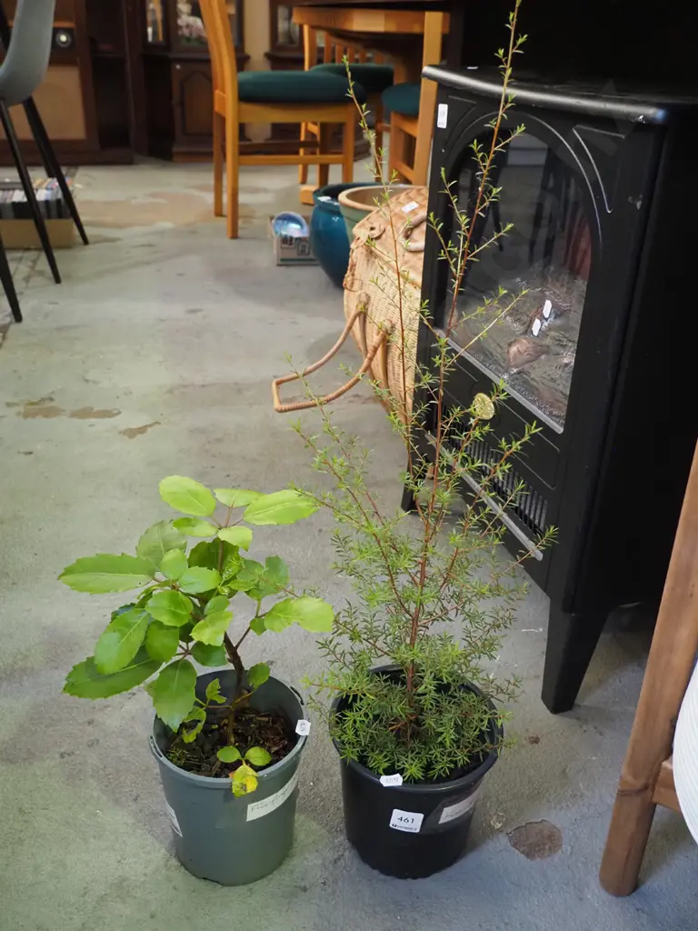 potted 5 finger, potted kanuka Image 1++