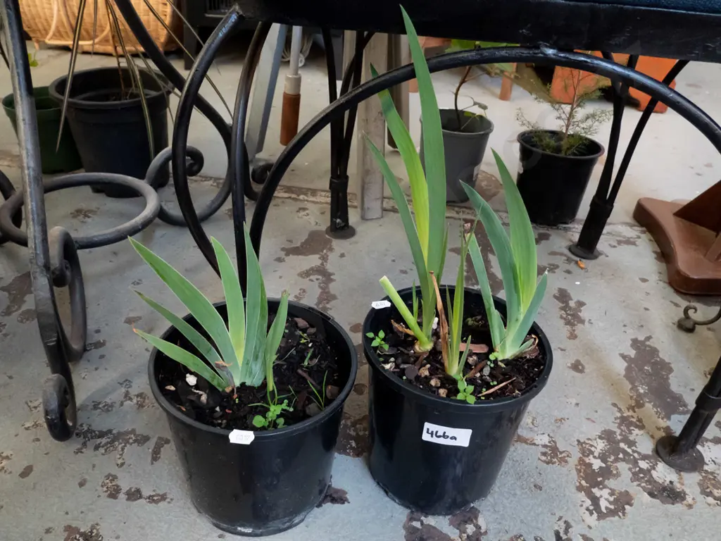 2x potted purple irises Image 1++