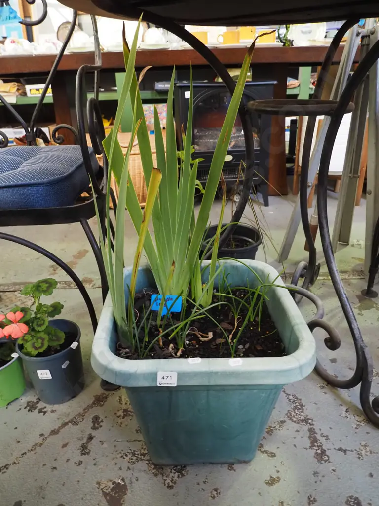 potted purple irises Image 1++