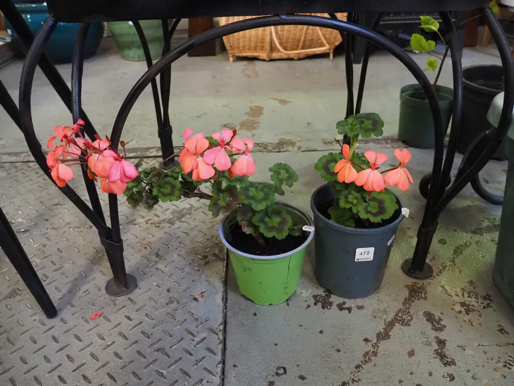 2x potted geraniums Image 1++