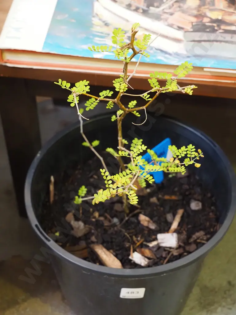 potted kowhai Image 1++