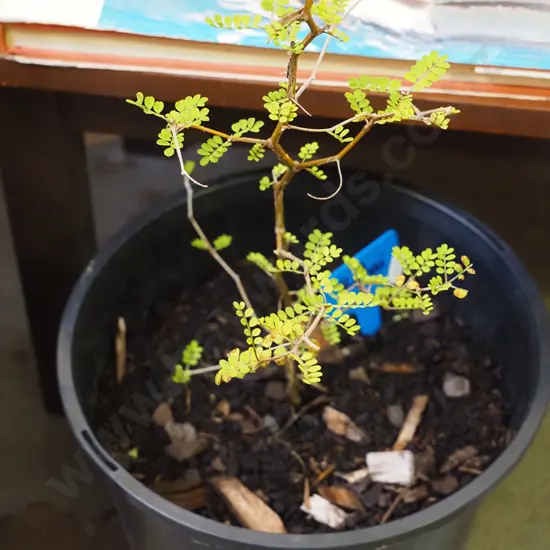 potted kowhai