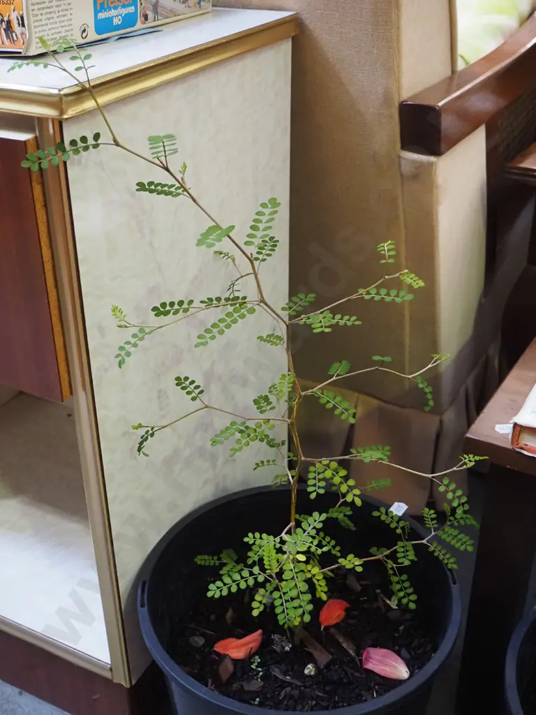 potted kowhai Image 1++