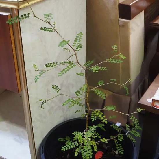 potted kowhai